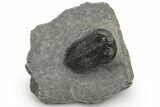 Coltraneia Trilobite Fossil - Huge Faceted Eyes #225333-2